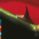 the album cover for Nusrat KhanFateh Ali / Brook,Michael - Night Song - Green [Colored Vinyl] (Grn) (Aniv) [Reissue]