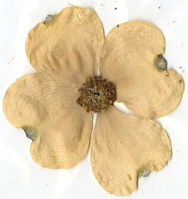 Albert Ayler : Holy Ghost (10xCD, Comp + Box)