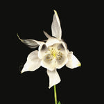 Nevera - Felicidad (Vinilo)